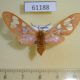 61188p Arctiidae Pseudothyretes sp. perpusilla f Uganda $12