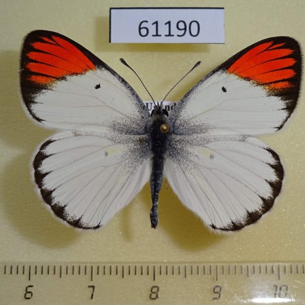 Pieridae Colotis sp. euippe Uganda
