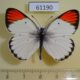 61190p Pieridae Colotis sp. euippe Uganda $10