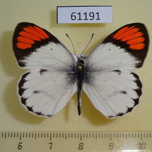 Pieridae Colotis sp. euippe Uganda