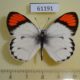 61191p Pieridae Colotis sp. euippe Uganda $10