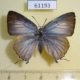 61193p Lycaenidae Deudorix diocles Uganda $10