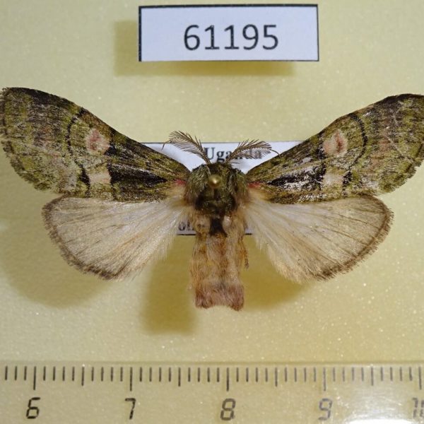 Notodontiidae Rhenea mediata Uganda