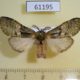 61195p Notodontiidae Rhenea mediata Uganda $8