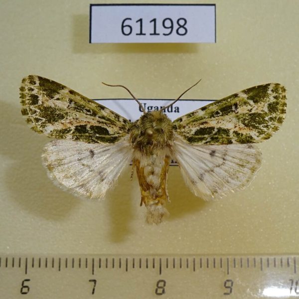 Noctuidae Nyodes semliki Uganda