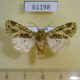 61198p Noctuidae Nyodes semliki Uganda $9