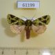 61199p Noctuidae Nyodes lemairei Uganda $10