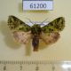 61200p Noctuidae Nyodes rufifusoides Uganda $8
