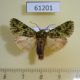 61201p Noctuidae Nyodes rufifusoides Uganda $7