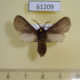 61209p Arctiidae Metarctia sp. metaleuca Uganda $9