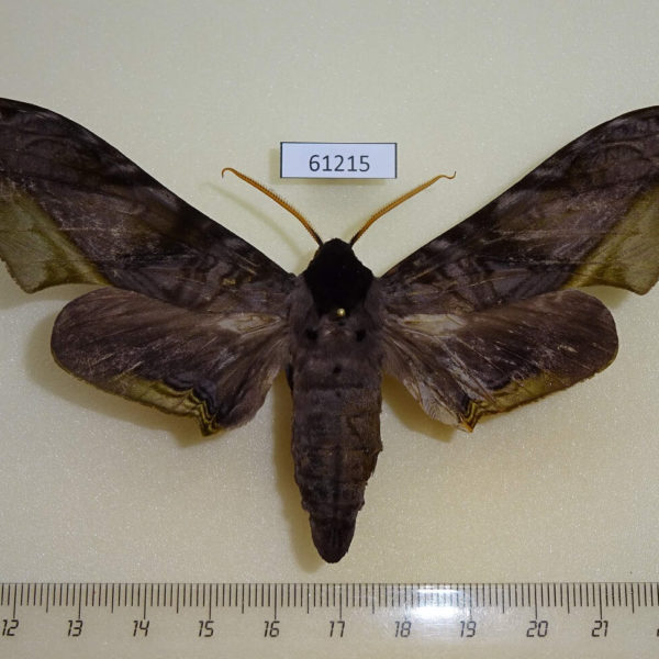 Sphingidae Polyptychus guessfeldtii Uganda