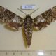61221p Sphingidae Poliana laucheana Uganda $30