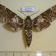 61222p Sphingidae Poliana laucheana Uganda $50