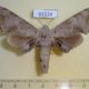 61224p Sphingidae Neopolyptychus pygarga Uganda $25