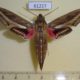 61227p Sphingidae Hippotion celerio Uganda $10