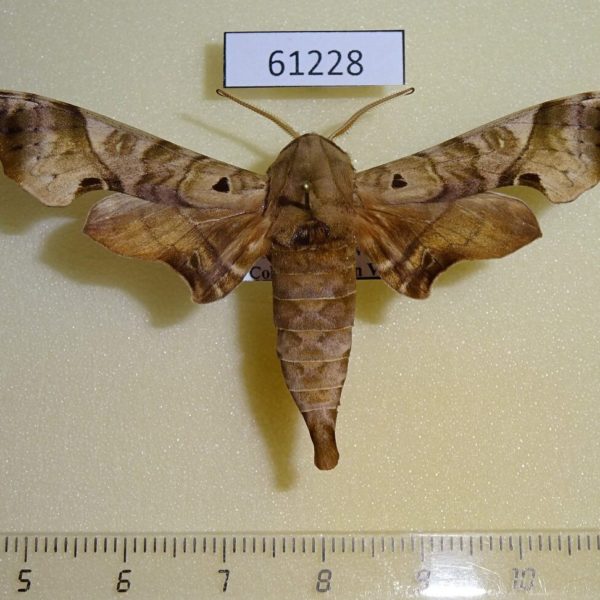 Sphingidae Polyptychus hamatus Uganda