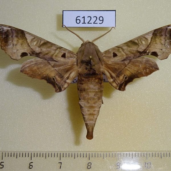 Sphingidae Polyptychus hamatus Uganda