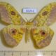 61231p Saturniidae Aurivillius triramis Uganda $25