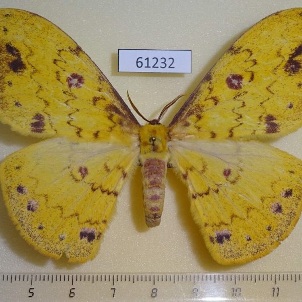 Saturniidae Tagoropsis sp. flavinata f Uganda