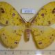 61232p Saturniidae Tagoropsis sp. flavinata f Uganda $25