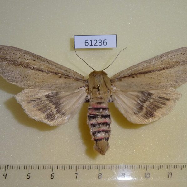 Noctuidae Paragria sesamiodes Uganda