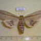 61236p Noctuidae Paragria sesamiodes Uganda $30