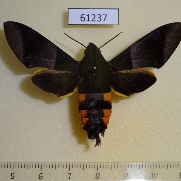 Sphingidae Atemnora westermannii f Uganda