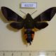 61237p Sphingidae Atemnora westermannii f Uganda $30