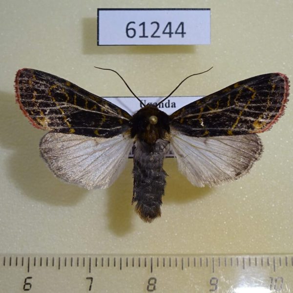 Noctuidae Apospasta rhodina Uganda