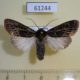 61244p Noctuidae Apospasta rhodina Uganda $12