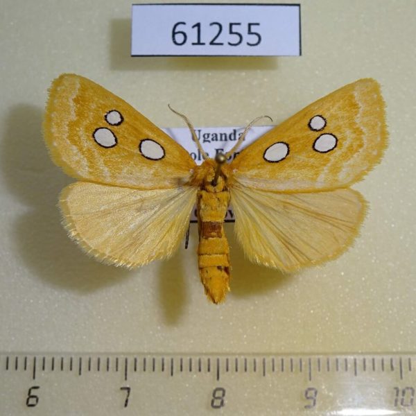 Noctuidae Rhanidophora cinctigutta Uganda