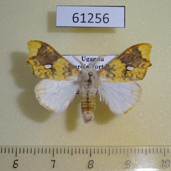 Lymantridae Lomadonta erythrina Uganda