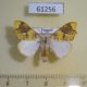 61256p Lymantridae Lomadonta erythrina Uganda $14