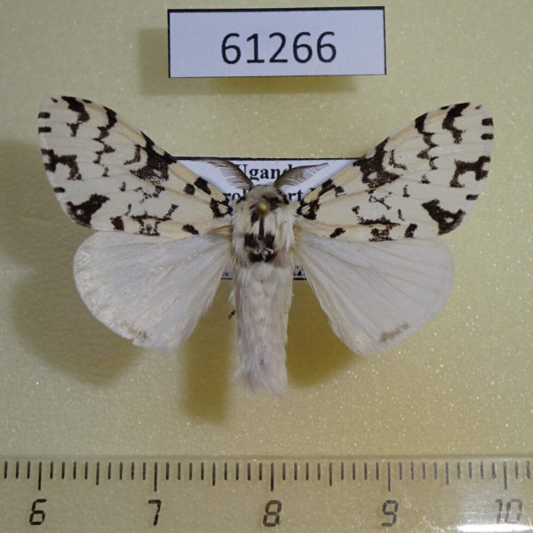 Lymantridae Rhypopteryx rhodalipha Uganda
