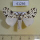 61266p Lymantridae Rhypopteryx rhodalipha Uganda $8