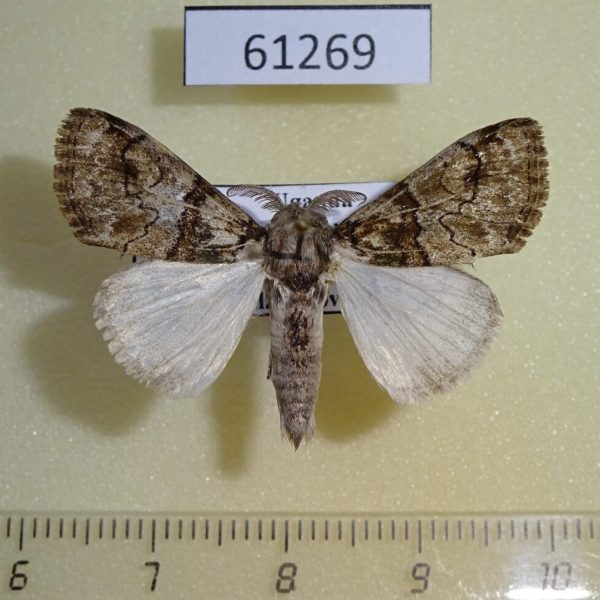 Lymantridae Dasychira glovera Uganda