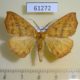 61272p Geometridae Psilocerea leptosyne Uganda $6