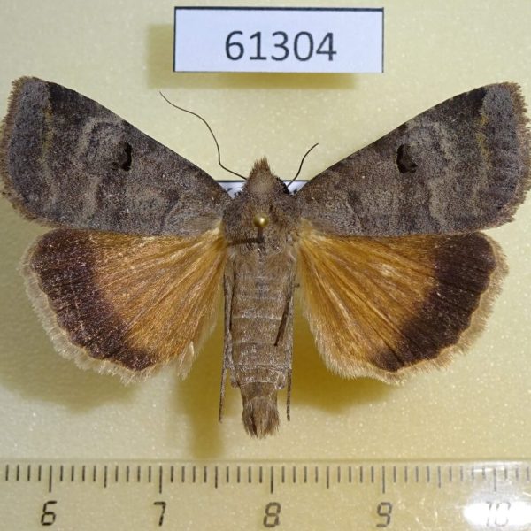 Noctuidae Lygephila kazachkaratavika Kazakhstan