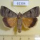 61304p Noctuidae Lygephila kazachkaratavika Kazakhstan $17