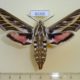 61305p Sphingidae Hyles livornica f Kazakhstan $10