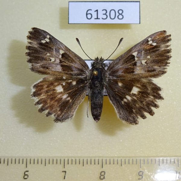 Hesperiidae Carcharodus alceae Kazakhstan