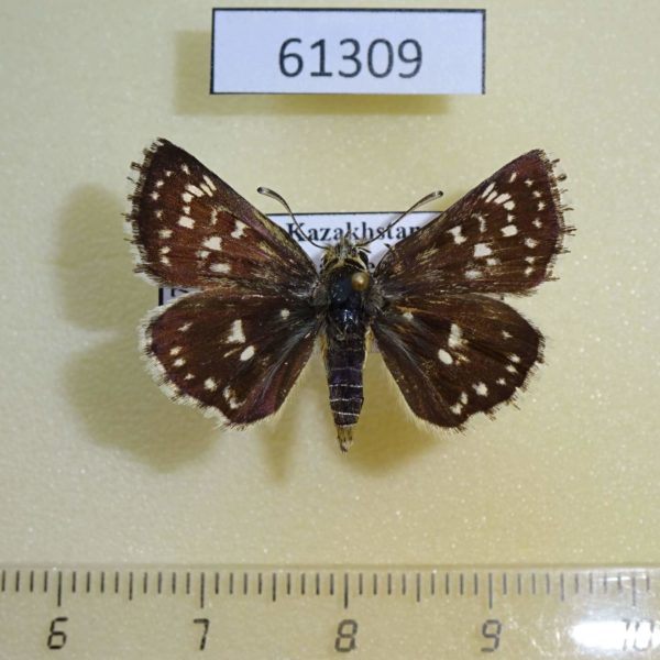 Hesperiidae Spialia orbifer Kazakhstan