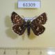 61309p Hesperidae Spialia orbifer Kazakhstan $6