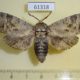 61318p Cossidae Cossus cossus Kazakhstan $8