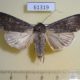 61319p Noctuidae Parexarnis ala Kazakhstan $6