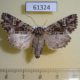 61324p Noctuidae Pachetra saggittigera Kazakhstan $8
