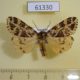 61330p Arctiidae Kiriakoffalia costimacula Uganda $20