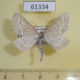 61334p Geometridae Schistostege nubilaria Kazakhstan $7