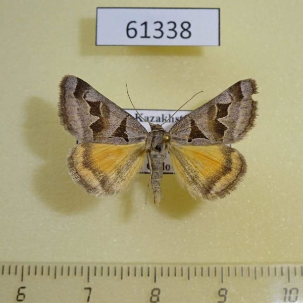 Noctuidae Euclidia triquetra Kazakhstan