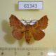 61343p Lasiocampidae Malacosoma parallela Kazakhstan $9